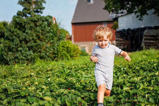 Little boy picking strawberries on a sunny summer day. Happy child enjoying nature and fresh fruit outdoors. Real life, real people, childhood, summer, healthy, fun