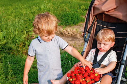 Little boy giving fresh strawberries to his baby brother sitting in a stroller. Loving siblings sharing healthy snack outdoors. Real life, real people, family, childhood, care