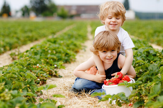 Two little siblings preschool boys having fun on strawberry farm in summer. Children, happy cute twins eating healthy organic food, fresh strawberries as snack. Kids helping with harvest