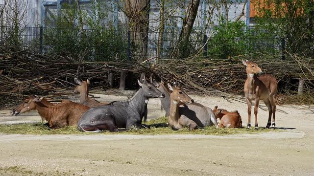 The nilgai or blue cow. Boselaphus tragocamelus is the largest Asian antelope and is endemic to the Indian subcontinent.