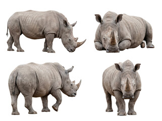Fototapeta premium Powerful white rhinoceroses in various natural full body poses, expertly isolated on a transparent background.
