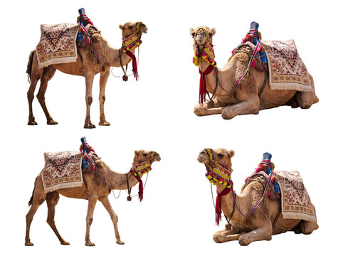 Photograph of four adorned dromedary camels in various positions, isolated on a transparent background.