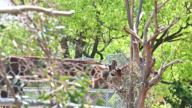 もぐもぐ食事中のキリン