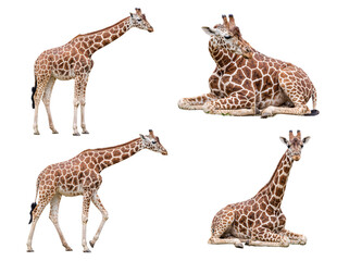 Obraz premium Four giraffes in natural varied poses, displaying distinctive coat patterns, isolated on a transparent background.