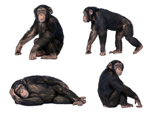 A collection of expressive chimpanzees in various natural poses.