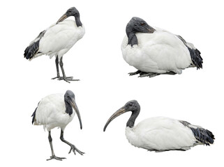 Obraz premium Australian white ibis bird collection in various poses, isolated on a transparent background.