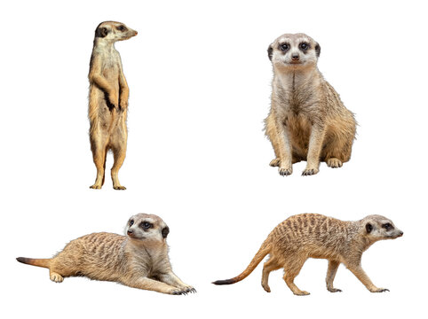 Adorable meerkats in various characteristic alert and social poses, captured with clarity.