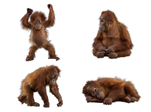 Dynamic collection of four baby orangutans in expressive and playful poses, isolated on a transparent background.