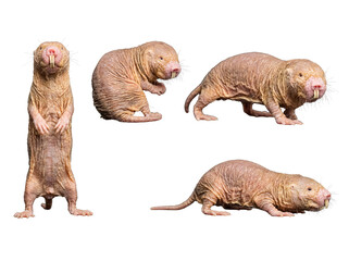 Curious naked mole-rat in various distinctive postures, isolated on a transparent background for biological studies. © Natalia