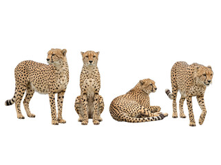 Naklejka premium Majestic cheetahs captured in diverse, natural poses: standing, sitting, resting, and walking.