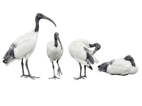 Australian white ibis bird collection in various poses, isolated on a transparent background.