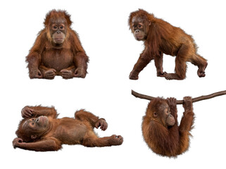 Adorable baby orangutans in various natural poses, including climbing, isolated on a transparent background. © Philip