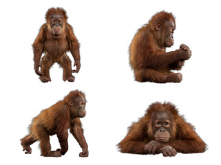 Group of four charming baby orangutans displaying natural behaviors, isolated on a transparent background. © Philip