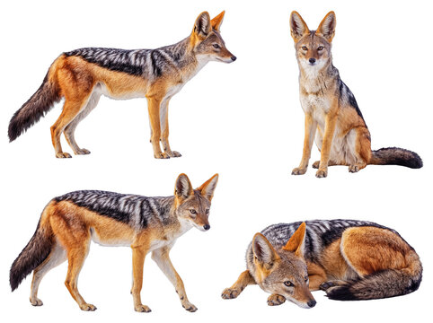 Remarkable photograph featuring black-backed jackals in diverse poses, isolated on transparent background.