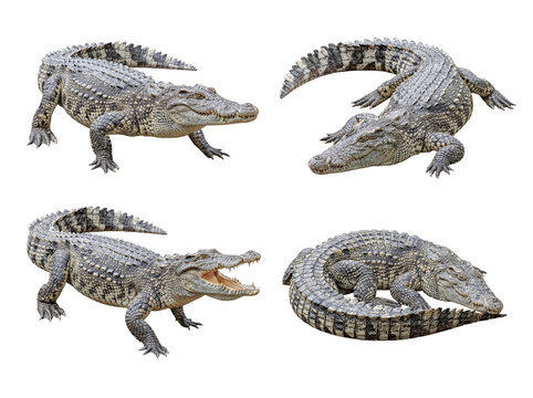 Collection of crocodiles in various natural poses, isolated on a transparent background.
