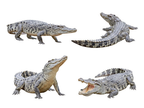 Impressive collection of four freshwater crocodiles in various natural poses, isolated with a transparent background.
