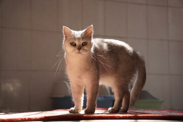 cat on the table © 一个 那你