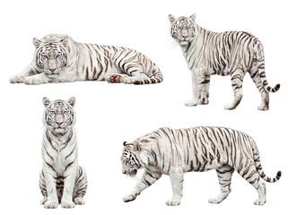 Obraz premium Majestic white tigers in various elegant poses, showcasing their unique patterns and striking blue eyes on.