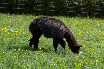 Fototapeta premium alpaka tier natur lama