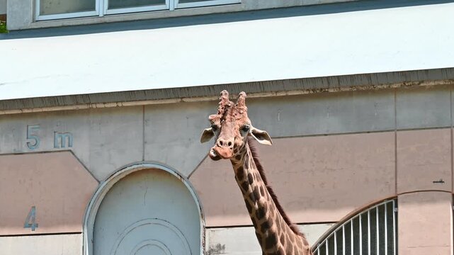 もぐもぐ食事中のキリン
