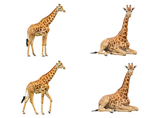 A compelling collection of four magnificent giraffes in different elegant poses, isolated on a transparent background. © Paul