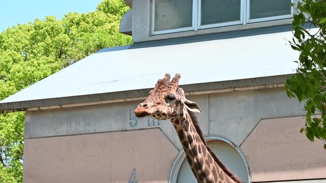 もぐもぐ食事中のキリン