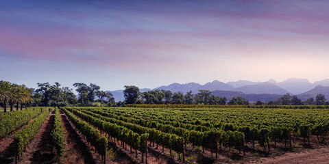 Fototapeta premium Vineyard rows with mountains and sunset sky
