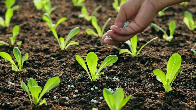 The hands of a farmer applying chemical fertilizer to leafy green vegetables to promote plant growth. Vegetables are a beneficial food source for humans.