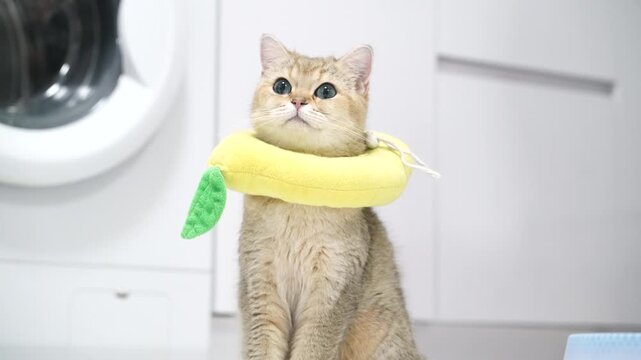 Adorable cute cat with golden fur wearing yellow banana shaped collar, playful feline pet animal sitting indoors on white floor, curious expression in modern laundry room, fluffy and lovable