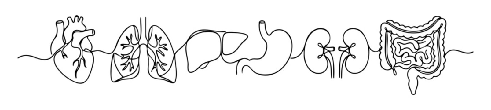 Continuous line drawing of human internal organs with liver, kidneys, heart, lungs and stomach, digestive and respiratory medical concept. vector illustration