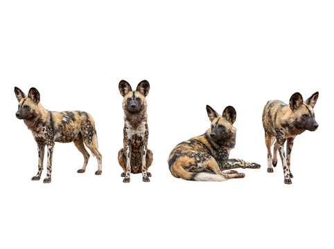 Four unique African wild dogs, or painted dogs, isolated on a transparent background in various natural positions.