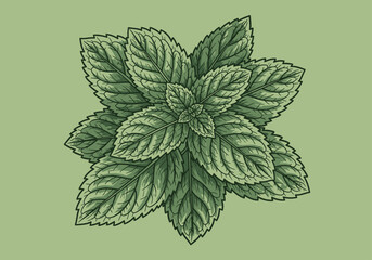 Vintage Style Mint Leaves Illustration, Hand-Drawn Fresh Peppermint or Spearmint Herb Foliage on Green Background © Elen