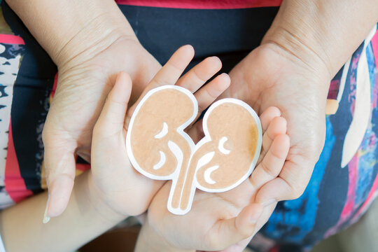 An elderly's and a child's hands holding a paper model of human kidneys