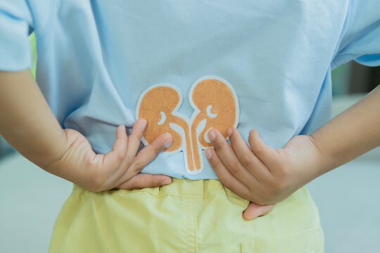 Back view of little boy wearing light blue t-shirt and yellow short pants holding paper of kidneys