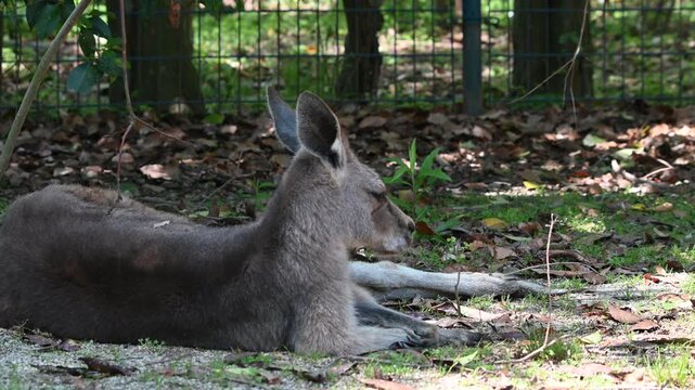日陰で休憩するカンガルー