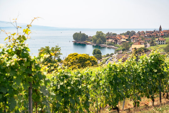This vibrant photo showcases the lush, terraced vineyards of the Lavaux region in Switzerland, looking down toward the village of Cully on the shores of Lac L&eacute;man (Lake Geneva).