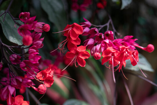 clerodendrum thomsoniae - Bleeding heart vine