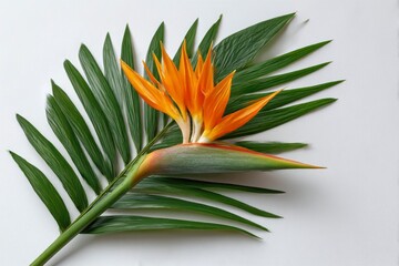 Fototapeta premium Bird of Paradise Flower with Leaves.
