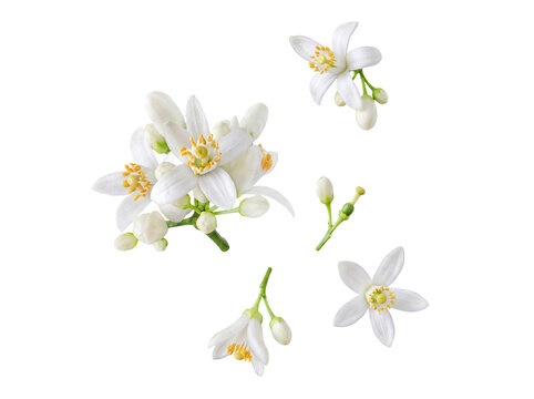 Fresh white orange blossoms with green buds and bright yellow stamens, showcasing natural beauty.