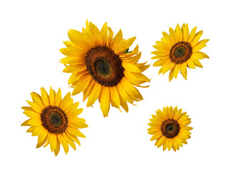 Obraz premium Bright and cheerful sunflowers, showcasing their vibrant yellow petals.