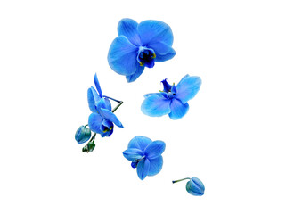 Stunning collection of blue orchid flowers and buds, showcasing exotic beauty. © Isla