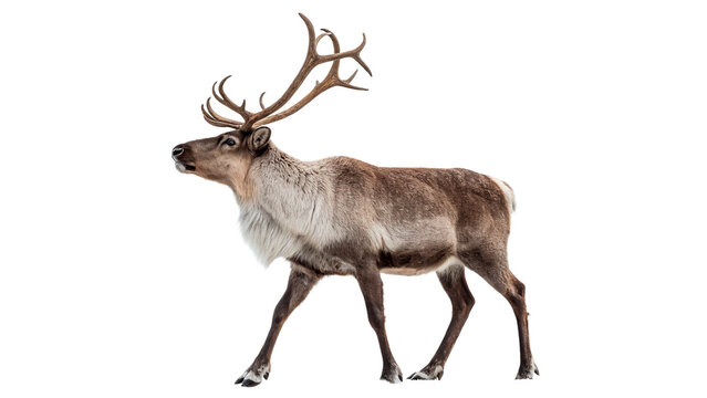 Walking reindeer in snowy setting during daytime in winter months with no background distractions
