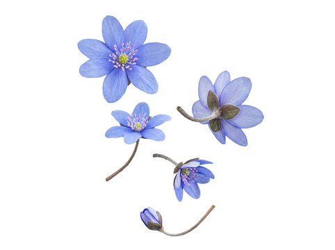 Cluster of beautiful blue hepatica blossoms and a delicate bud, isolated on a transparent background.