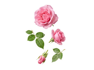 Close-up of a vibrant pink rose bloom, a budding flower, and fresh green leaves. © Dale