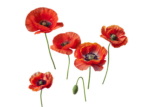 Vibrant red poppy flowers with long green stems and an unopened bud, beautifully isolated on a transparent background.