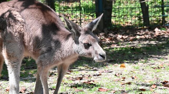 カンガルーの表情