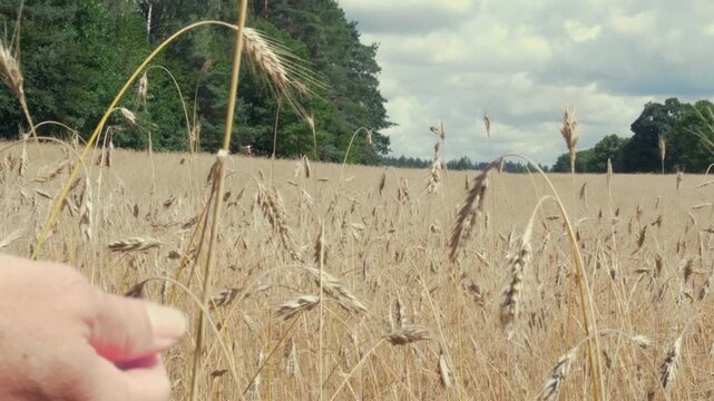 Close up of a female hand gently touching and stroking the ripe ears of wheat in a farm field. Agronomist checking the quality of the harvest