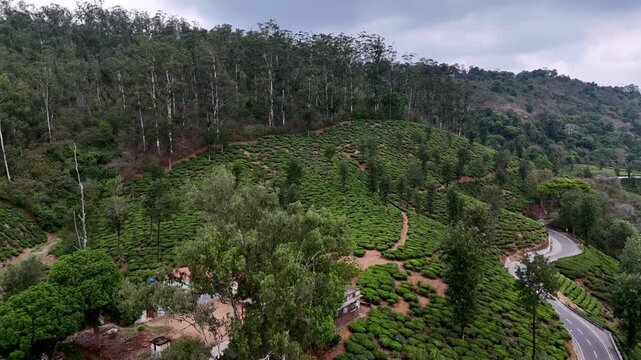 Cinematic aerial view of Valparai showcasing lush tea plantations covering rolling hills, with tall forest trees rising above the greenery and a winding mountain road curving along the slope.
