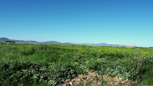 Spanish spring landscape with wind turbines and Moncayo massif with snow in the distance.