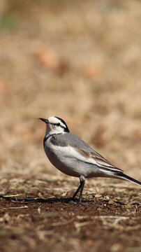great tit parus major